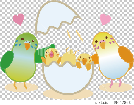 セキセイインコの家族3 セキセイインコの家族3 39642868