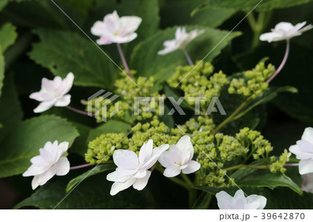 紫陽花の花 紫陽花の花 39642870