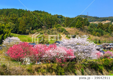 納戸料　吉田川のさくら　【佐賀県嬉野市】 39642911