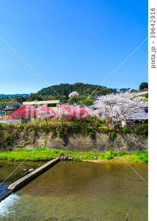 納戸料　吉田川のさくら　【佐賀県嬉野市】 39642916