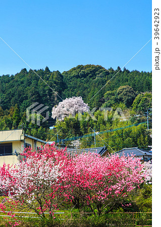 納戸料 吉田川のさくら 【佐賀県嬉野市】 納戸料 吉田川のさくら 【佐賀県嬉野市】 39642923
