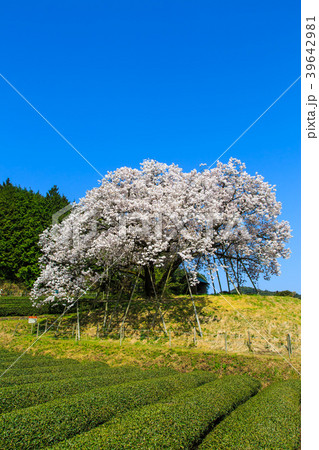 納戸料の百年桜　【佐賀県嬉野市】 39642981