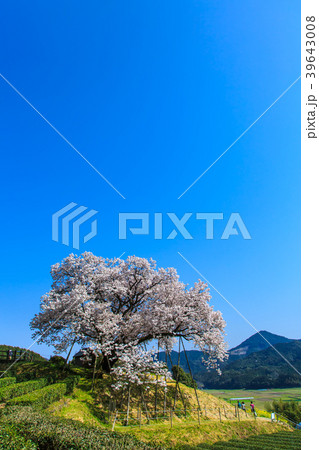 納戸料の百年桜　【佐賀県嬉野市】 39643008