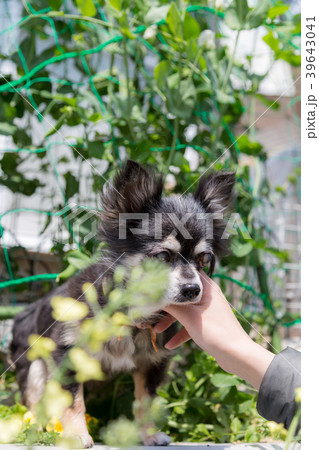 シニア犬 チワワ シニア犬 チワワ 39643041