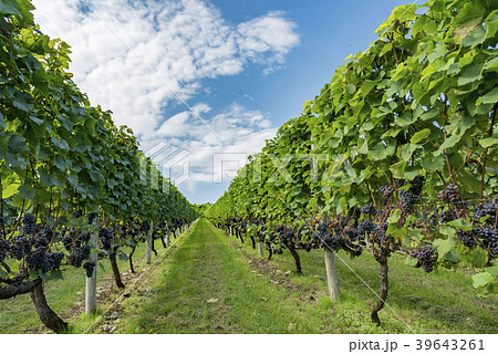 ワイン畑 39643261