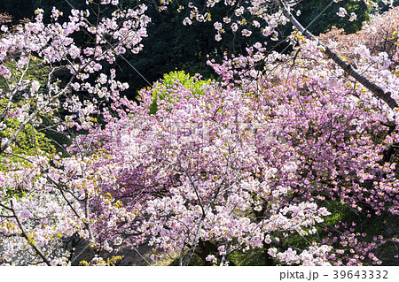 春の多摩森林科学園 39643332