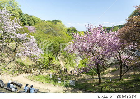 春の多摩森林科学園 39643584