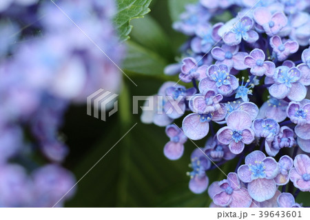 ウズアジサイ 39643601