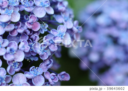 ウズアジサイ 39643602