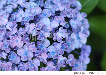 ウズアジサイ 39643603