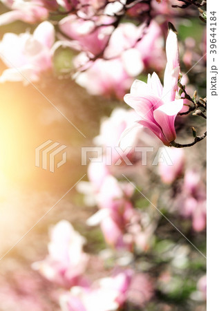 Blooming magnolia tree in the spring sun rays Blooming magnolia tree in the spring sun rays 39644184