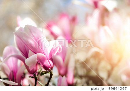 Blooming magnolia tree in the spring sun rays Blooming magnolia tree in the spring sun rays 39644247