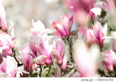 Blooming magnolia tree in the spring sun rays Blooming magnolia tree in the spring sun rays 39644248