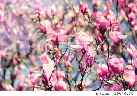 Blooming magnolia tree in the spring sun rays Blooming magnolia tree in the spring sun rays 39644276