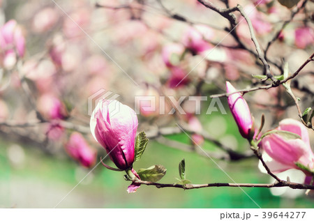 Blooming magnolia tree in the spring sun rays Blooming magnolia tree in the spring sun rays 39644277