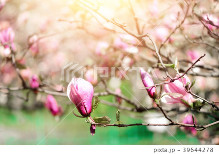 Blooming magnolia tree in the spring sun rays Blooming magnolia tree in the spring sun rays 39644278