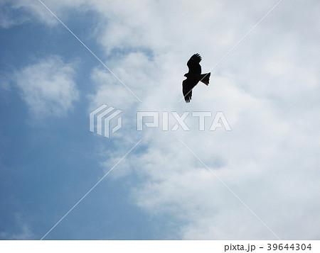 大空を羽ばたく鳥の写真素材