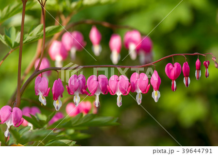 Heart shaped flowers in the garden 39644791