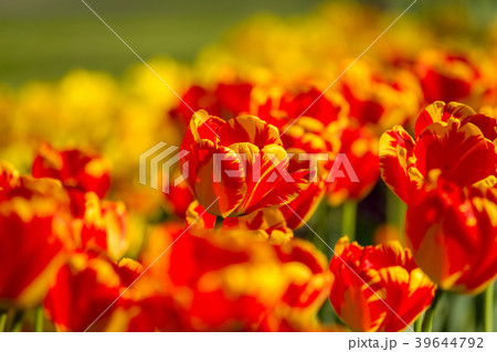 Striped color tulips in springtime 39644792