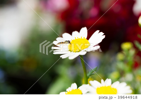 マーガレット 39644918