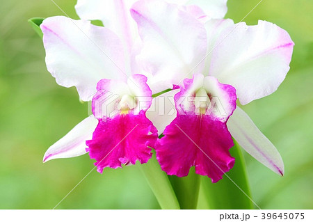カトレア 蘭の花 紅白の写真素材