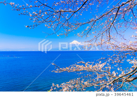 《静岡県》春を告げる桜　駿河湾越しの富士山 39645461
