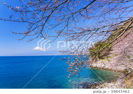 《静岡県》春を告げる桜 駿河湾越しの富士山 《静岡県》春を告げる桜 駿河湾越しの富士山 39645462