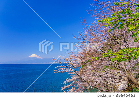 《静岡県》春を告げる桜 駿河湾越しの富士山 《静岡県》春を告げる桜 駿河湾越しの富士山 39645463