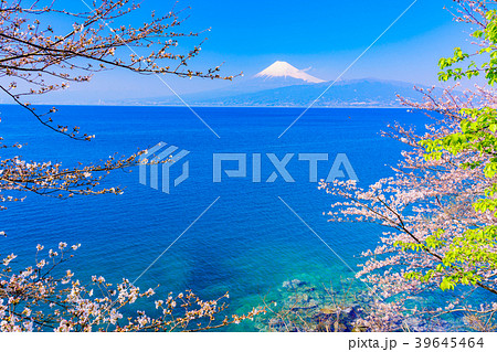 《静岡県》春を告げる桜 駿河湾越しの富士山 《静岡県》春を告げる桜 駿河湾越しの富士山 39645464
