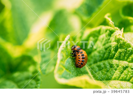 Macro shot of potato bug on leaf Macro shot of potato bug on leaf 39645783