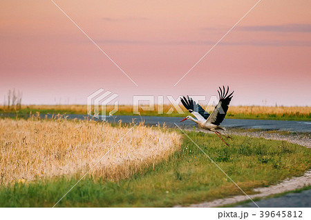 Adult European White Stork Taking Off From 39645812