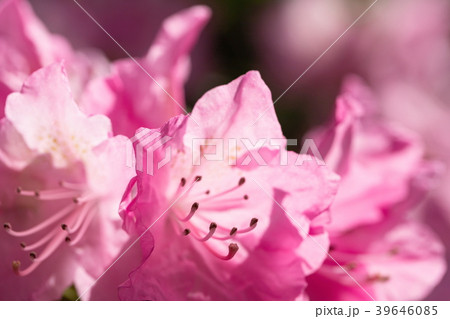 ピンクのツツジ 39646085