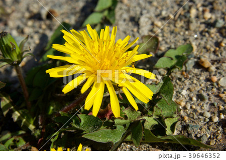 黄色いタンポポ 39646352