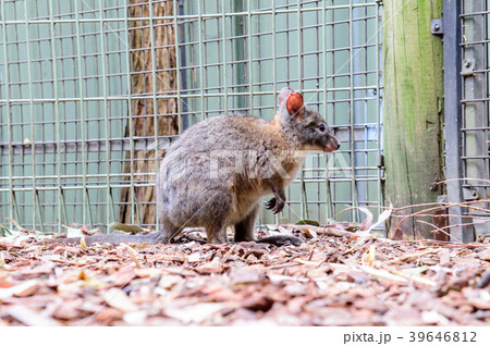 豪州 オーストラリア オーストラリア 39646812