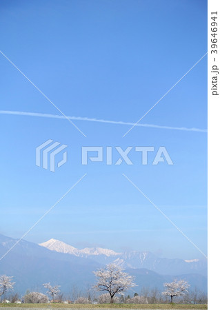 梓川堤防沿いの桜と北アルプス 39646941