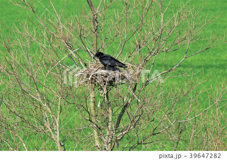 カラスの巣 39647282