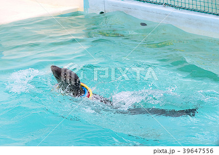 アザラシ 輪投げ　ショー　おたる水族館　北海道　小樽市 39647556
