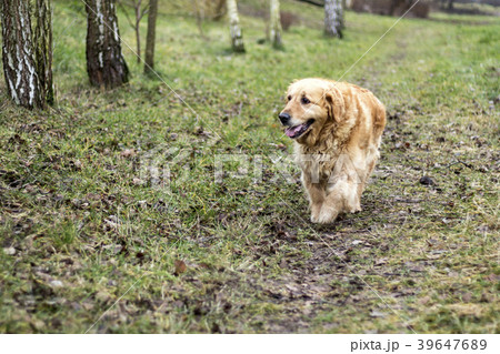 old golden retriever dog old golden retriever dog 39647689