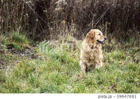 old golden retriever dog 39647691