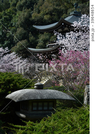 京都 勧修寺 桜 水戸光圀 灯篭 京都 勧修寺 桜 水戸光圀 灯篭 39648654