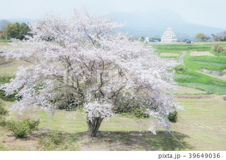 原城跡の桜と一夜城 39649036