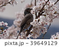 桜の木に止まるヒヨドリ 39649129