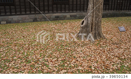落葉 落葉 39650134