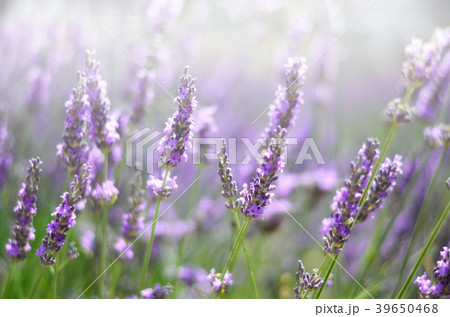 Provence nature background. Lavender field in 39650468