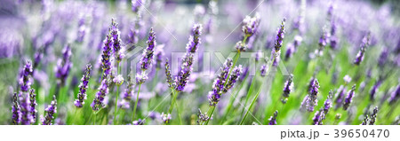 Provence nature background. Lavender field in 39650470
