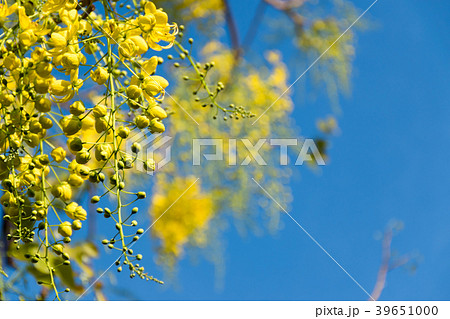 Cassia fistula Linn or Ratchaphruek in Thailand. 39651000