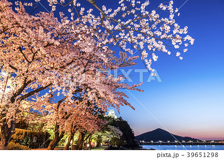 愛知県犬山市 満開の桜と犬山城の写真素材