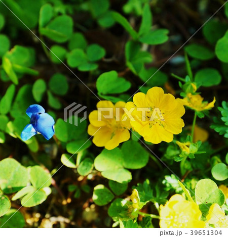 春の野の花・ヘビイチゴ属などと見分けに苦しむキジムシロの可憐な花・正方形 春の野の花・ヘビイチゴ属などと見分けに苦しむキジムシロの可憐な花・正方形 39651304