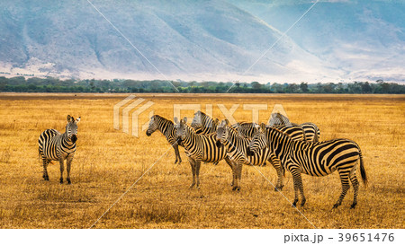 Herd of zebras in the Ngorongoro Crater Herd of zebras in the Ngorongoro Crater 39651476