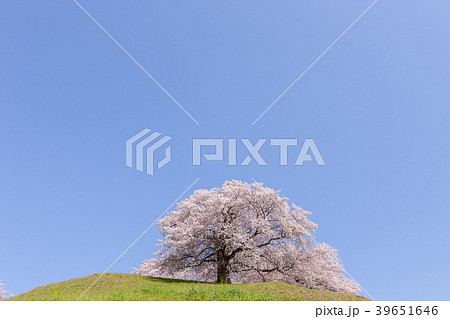 春景色 春景色 39651646